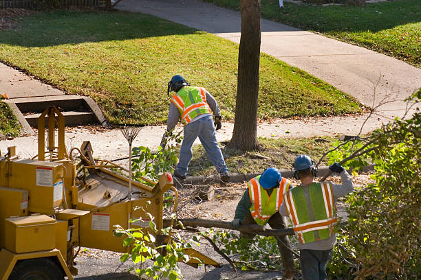 The Steps Involved in Our Tree Care Process in Onawa, IA